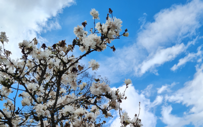 Šestošolci v Arboretumu Volčji Potok